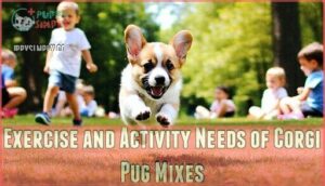 exercise and activity needs of corgi pug mixes