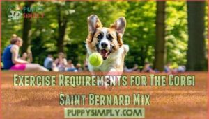 exercise requirements for the corgi saint bernard mix