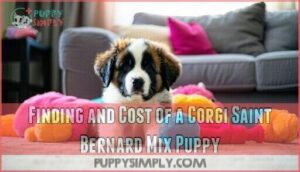 finding and cost of a corgi saint bernard mix puppy