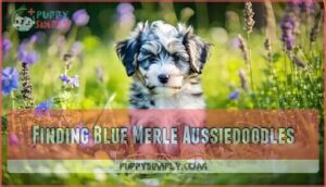 finding blue merle aussiedoodles