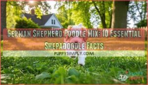 german shepherd poodle mix shepadoodle