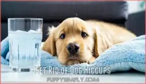 get rid of dog hiccups