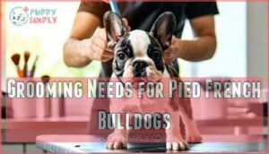 grooming needs for pied french bulldogs