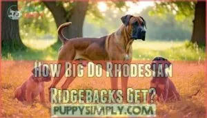 how big do rhodesian ridgebacks get