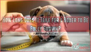 how long does it take for a boxer to be fully grown