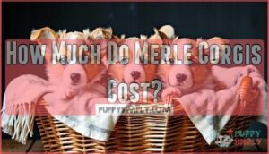 how much do merle corgis cost