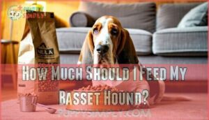 how much should i feed my basset hound