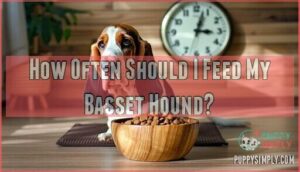 how often should i feed my basset hound