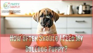 how often should i feed my bulldog puppy