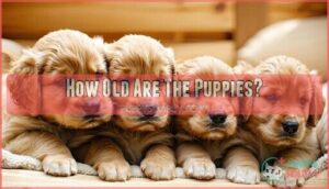 how old are the puppies