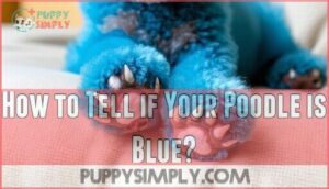 how to tell if your poodle is blue