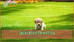 increased urination