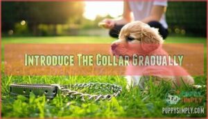 introduce the collar gradually