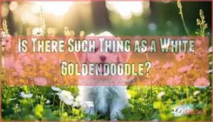 is there such thing as a white goldendoodle