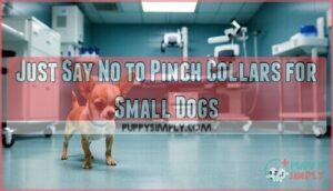 just say no to pinch collars for small dogs