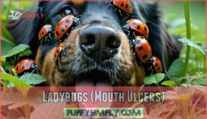ladybugs (mouth ulcers)