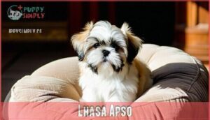 lhasa apso