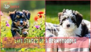 life stages of a bernedoodle