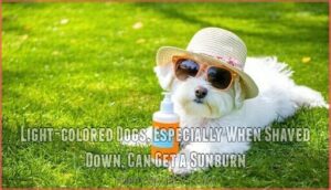 light-colored dogs, especially when shaved down, can get a sunburn