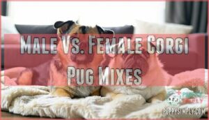 male vs. female corgi pug mixes