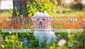 maltese lifespan facts you should know
