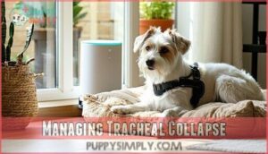 managing tracheal collapse