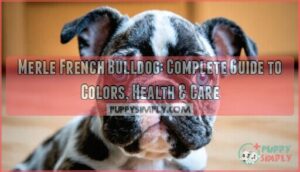merle french bulldog