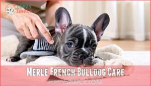 merle french bulldog care