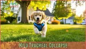 mild tracheal collapse mild tracheal collapse