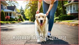 moderate tracheal collapse