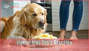 monitoring dog's reaction