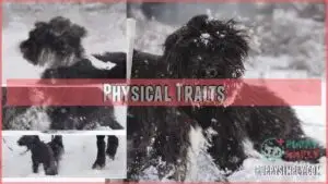 physical traits