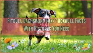 pitbull dachshund mix 7 doxbull facts with pictures