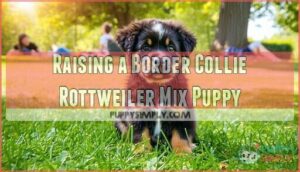 raising a border collie rottweiler mix puppy