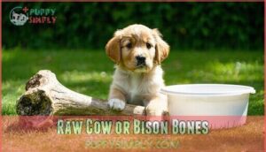 raw cow or bison bones