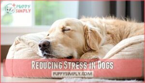 reducing stress in dogs