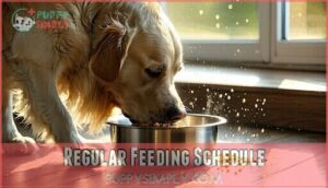 regular feeding schedule