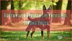rottweiler german shepherd mix
