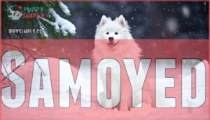 samoyed