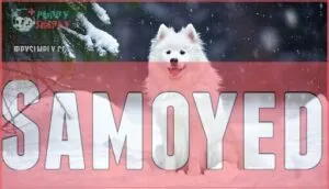 samoyed