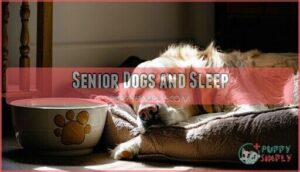 senior dogs and sleep