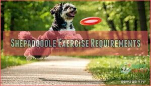 shepadoodle exercise requirements