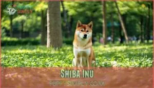 shiba inu
