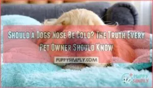 should a dogs nose be cold