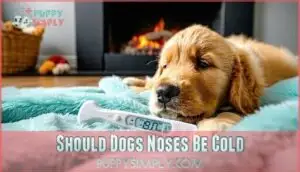 should dogs noses be cold