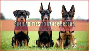 similarities to other breeds