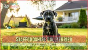 staffordshire bullterrier
