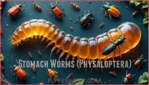 stomach worms (physaloptera)