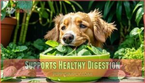 supports healthy digestion