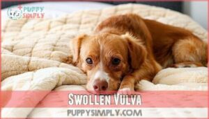 swollen vulva